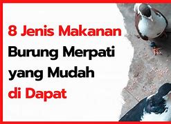 Burung Merpati Makan Nya Apa